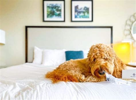 pet friendly resorts in savannah.